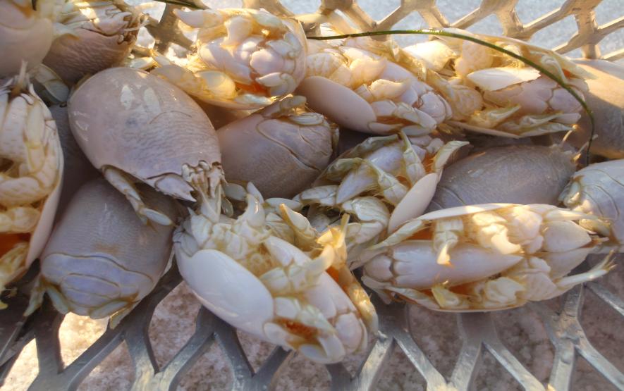 Mole Crab Recipe Mole Crab Recipe